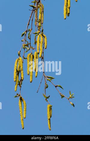 Betula pendola catkins betulla argentata Foto Stock