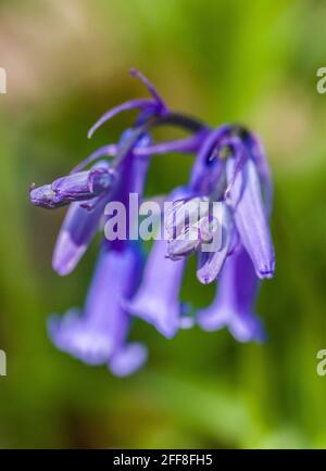 Primo piano Fotografie di Bluebells in un bosco a Springtime, aprile Foto Stock