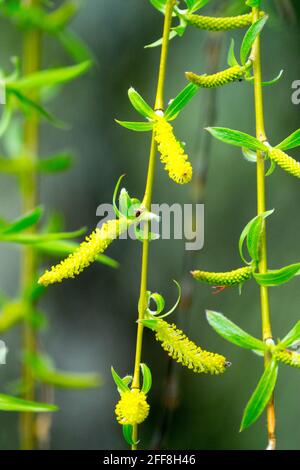 Piangendo salice catkins, Salix babylonica salice ramo Foto Stock