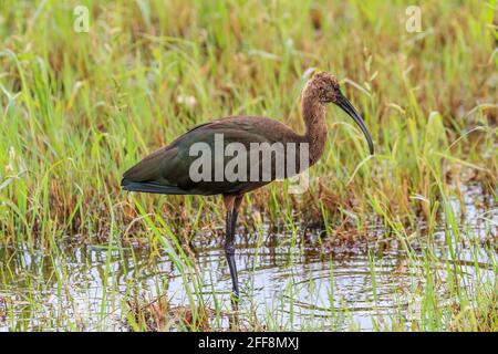 Ibis fronte bianco (Plegadis chihi) Guai in una palude nel lago Hefner di Oklahoma City Foto Stock