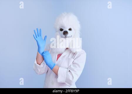 Giovane donna in una maschera di testa di cane di lattice e cappotto bianco che mette sui guanti su uno sfondo blu. Concetti medici veterinari. Foto Stock