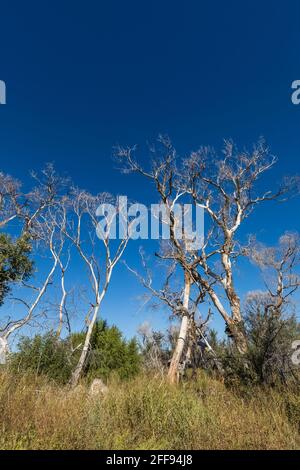 Dead Fremont Cottonwood, Populus fremontii, alberi all'Empire Ranch e Las Cienegas National Conservation Area in Arizona, USA Foto Stock