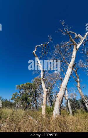 Dead Fremont Cottonwood, Populus fremontii, alberi all'Empire Ranch e Las Cienegas National Conservation Area in Arizona, USA Foto Stock