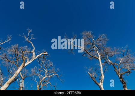 Dead Fremont Cottonwood, Populus fremontii, alberi all'Empire Ranch e Las Cienegas National Conservation Area in Arizona, USA Foto Stock