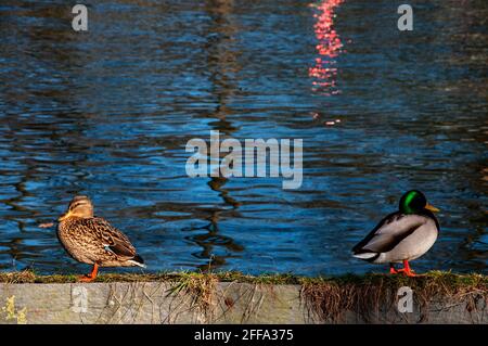 Coppia di anatre sul fiume. Foto Stock