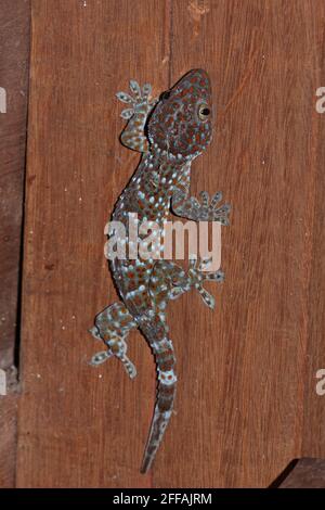 Tokay Gecko (Gekko gecko) adulto sul muro in casa Tmatboey, Cambogia Gennaio Foto Stock