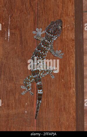 Tokay Gecko (Gekko gecko) adulto sul muro in casa Tmatboey, Cambogia Gennaio Foto Stock