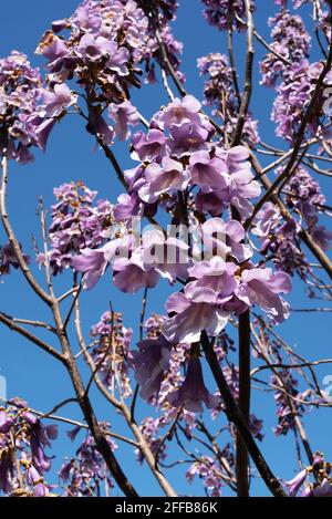 Paulownia tomentosa, foxglove tree, princess tree, Empress tree Foto Stock