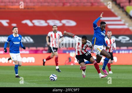 SHEFFIELD, REGNO UNITO. IL 24 APRILE Rhian Brewster of Sheffield ha Unito le battaglie con Danny Welbeck di Brighton e Hove Albion durante la partita della Premier League tra Sheffield United e Brighton e Hove Albion a Bramall Lane, Sheffield, sabato 24 aprile 2021. (Credit: Pat Scaasi| MI News) Credit: MI News & Sport /Alamy Live News Foto Stock