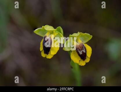 Yellow bee orchid, Ophrys lutea, Andalusia, Spagna meridionale. Foto Stock