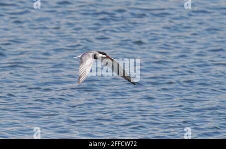 Terna whiskered in volo, stagione di allevamento, piumaggio estivo, Guadalhorce riserva naturale, Spagna. Foto Stock