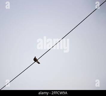 Forest Brown Color Pigeon seduto sulla linea elettrica e guardando giù. Messa a fuoco selettiva Foto Stock