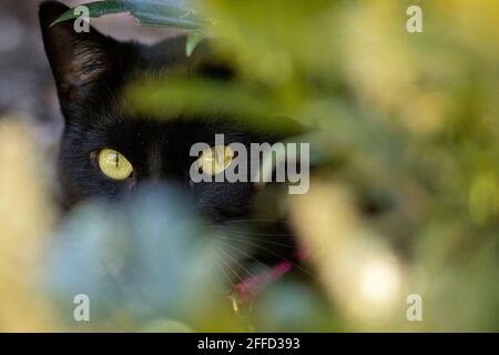 Gatto nero con gli occhi gialli che picchettano tra le foglie - Brevard, Carolina del Nord, Stati Uniti Foto Stock