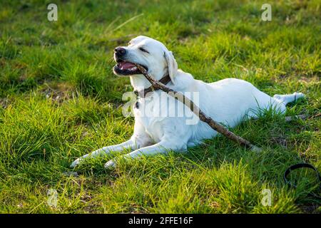 Un cane morde un bastone nel prato. Foto Stock