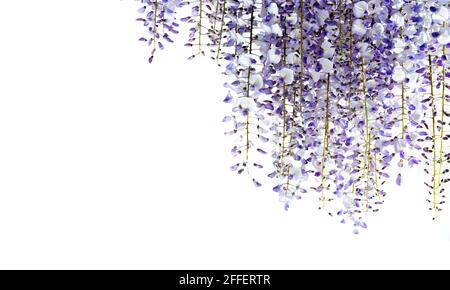 fiori wisteria isolati su bianco, spazio di copia, ideale per biglietti d'auguri e striscioni Foto Stock