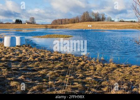 Lago d'autunno semi-congelato con due cigni bianchi che nuotano in esso. Foto Stock