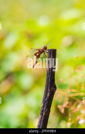 Closeup di una Libellula depressa arroccata, il culo corposo o corposo dragonfly femmina darter. Foto Stock