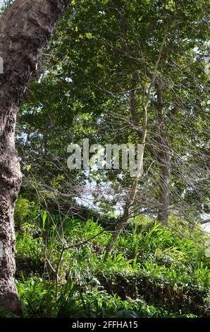 Ivy appeso ad un ponte nei giardini municipali di Monte, Funchal, Madeira (Portogallo) Foto Stock