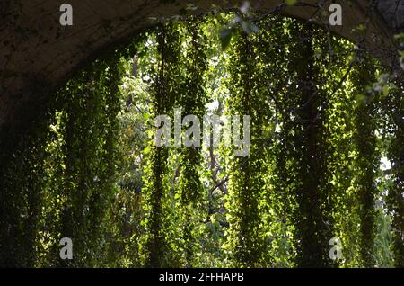 Ivy appeso ad un ponte nei giardini municipali di Monte, Funchal, Madeira (Portogallo) Foto Stock