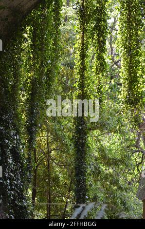 Ivy appeso ad un ponte nei giardini municipali di Monte, Funchal, Madeira (Portogallo) Foto Stock