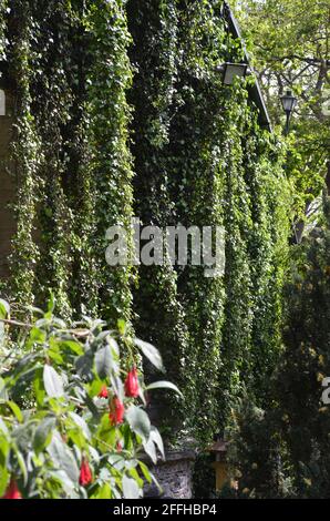 Ivy appeso ad un ponte nei giardini municipali di Monte, Funchal, Madeira (Portogallo) Foto Stock