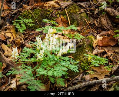 Fiori di bosco primaverili: Le braghe degli Dutchmen Foto Stock