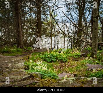 Fiori di bosco primaverili: Le braghe degli Dutchmen Foto Stock