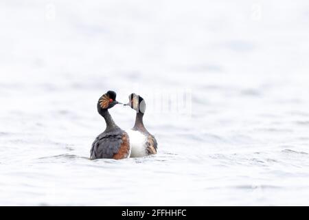 Closeup di una coppia di grebe a collo nero, podiceps nigricollis, in estate tuono di danza corso sulla superficie d'acqua di un lago. Foto Stock