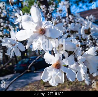 l'albero di magnolia fiorisce all'inizio della primavera Foto Stock