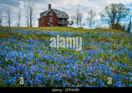 Campo di Scillas blu, segno precoce di primavera Foto Stock