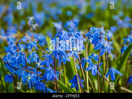 Campo di Scillas blu, segno precoce di primavera Foto Stock