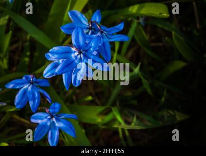 Campo di Scillas blu, segno precoce di primavera Foto Stock