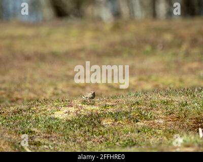 Woodlark in un prato Foto Stock