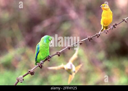 Foto di un uccello verde (Parrotlatto alato Blu - Forpus xantopterygius) E un altro uccello giallo (Saffron Finch - Sicalis flaveola) appollaiato sullo stesso Foto Stock