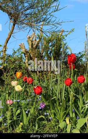 Tulipani in fiore in giardino durante la primavera Foto Stock