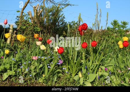 Tulipani di diversi colori che crescono tra gli altri fiori in giardino sullo sfondo del cielo blu durante la primavera Foto Stock