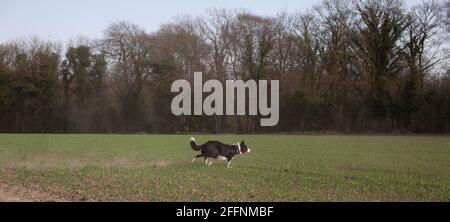 Il cane Collie di confine corre attraverso un campo in un giorno di inverni. Foto Stock