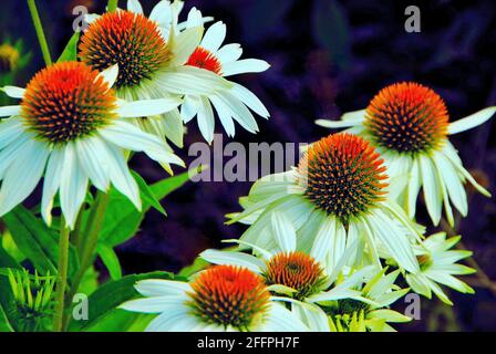 Una foto ravvicinata di otto splendidi fiori bianchi che brillano su uno sfondo scuro e sfocato di fiori in un giardino estivo. Foto Stock