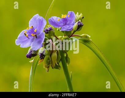 Viola tricolore, conosciuto anche come Johnny Jump up, heartsease, heart's Ease, Heart's Delight, tickle-my-Fancy, Jack-jump-up-and-kiss-sono cresciuti in un giardino Foto Stock