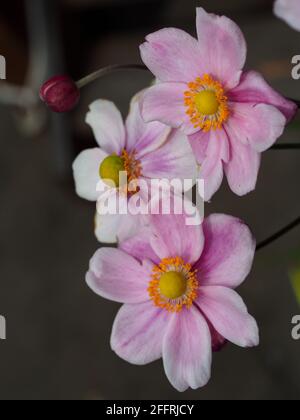 Primo piano di tre fiori giapponesi color rosa pastello o anemone hupehensis e boccioli che fioriscono maestosamente in un giardino australiano Foto Stock