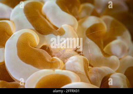 Gamberetti commensali, Palaemonella euphyllius, su Anchor Coral, Fimbriaphyllia ancora , Anilao, Batangas, Filippine, Pacifico Foto Stock