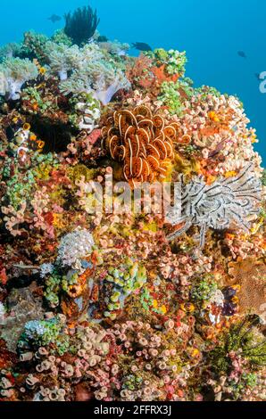 Scena Reef con Feather Stars, Anneissia bennetti, Anilao, Batangas, Filippine, Pacifico Foto Stock