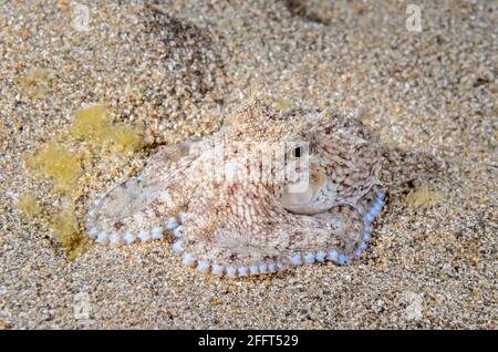 Coconut giovanile o polpo venato, Amphioctopus marginatus, Anilao, Batangas, Filippine, Pacifico Foto Stock