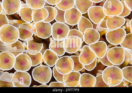 Dettaglio delle pedicellarie, riccio di fiori, Toxopneustes pileolus, un echinoderma marino velenoso, Anilao, Batangas, Filippine, Pacifico Foto Stock
