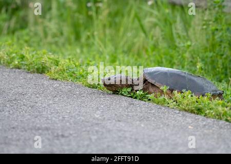 Dopo l'arrampicata, la tartaruga si snaping per attraversare una pista ciclabile in salita da un laghetto Foto Stock