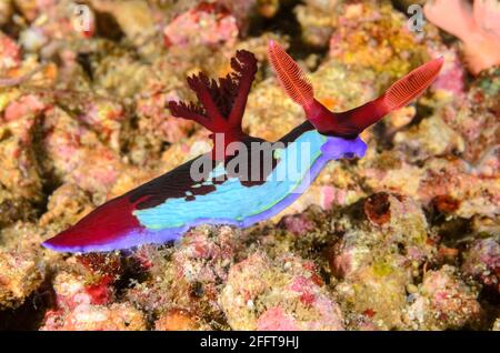 Slug o nudiranch, Nembrotha chamberlaini, Anilao, Batangas, Filippine, Pacifico Foto Stock