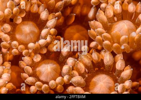 Polipi corallini flowerpot, Goniopora sp., Anilao, Batangas, Filippine, Pacifico Foto Stock