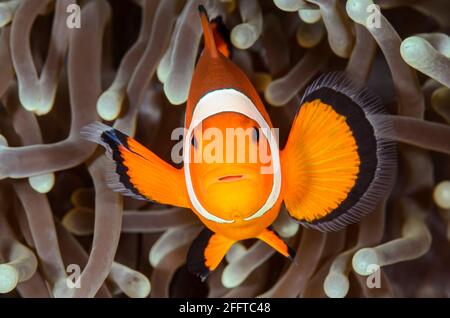 Anemonefish falso clown, anphiprion ocellaris, Anilao, Batangas, Filippine, Pacifico Foto Stock