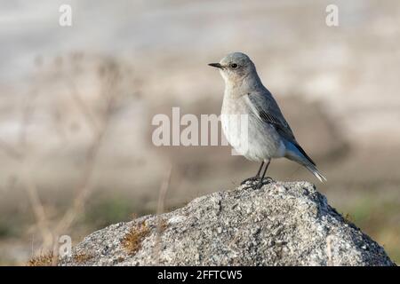 Femmina di montagna Bluebird a British Columbia Canada; Nord america Foto Stock