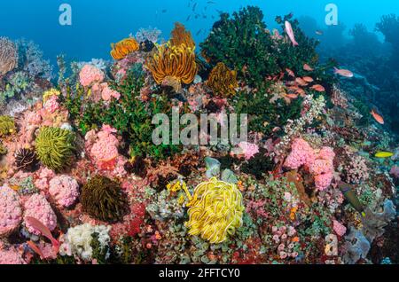 Scena Reef con Feather Stars, Anneissia bennetti, Anilao, Batangas, Filippine, Pacifico Foto Stock